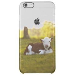 Calf resting in rural landscape. clear iPhone 6 plus case