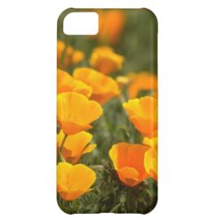 California poppies Montana de Oro State Park iPhone 5C Case