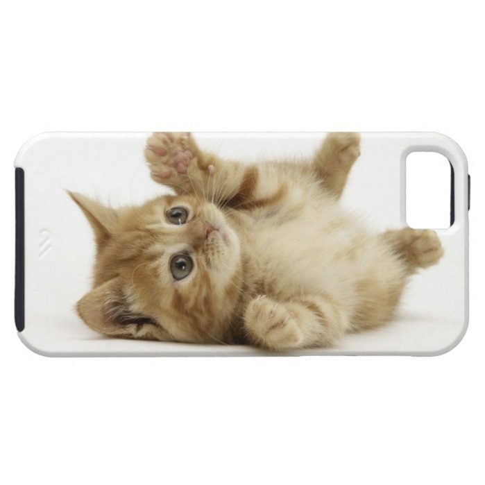 Cute Kitten iPhone SE/5/5s Case