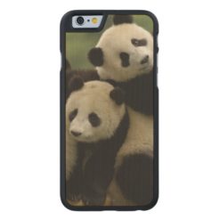 Giant panda babies Ailuropoda melanoleuca) 4 Carved Maple iPhone 6 Case
