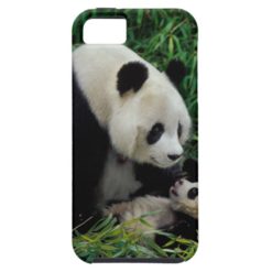 Mother panda and baby in the bamboo bush Wolong iPhone SE/5/5s Case