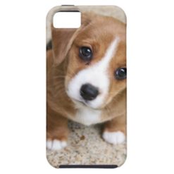 Puppy Dog Eyes iPhone SE/5/5s Case