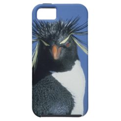 Rockhopper Penguin (Eudyptes chrysocome) iPhone SE/5/5s Case
