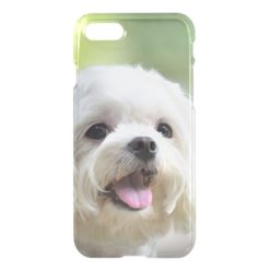 White maltese dog sticking out tongue iPhone 7 case